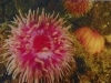 Northern Red Anemones